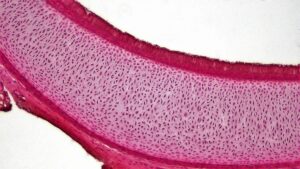 Tejido cartilaginoso: histologĂa, tipos y funciones CartĂlago hialino