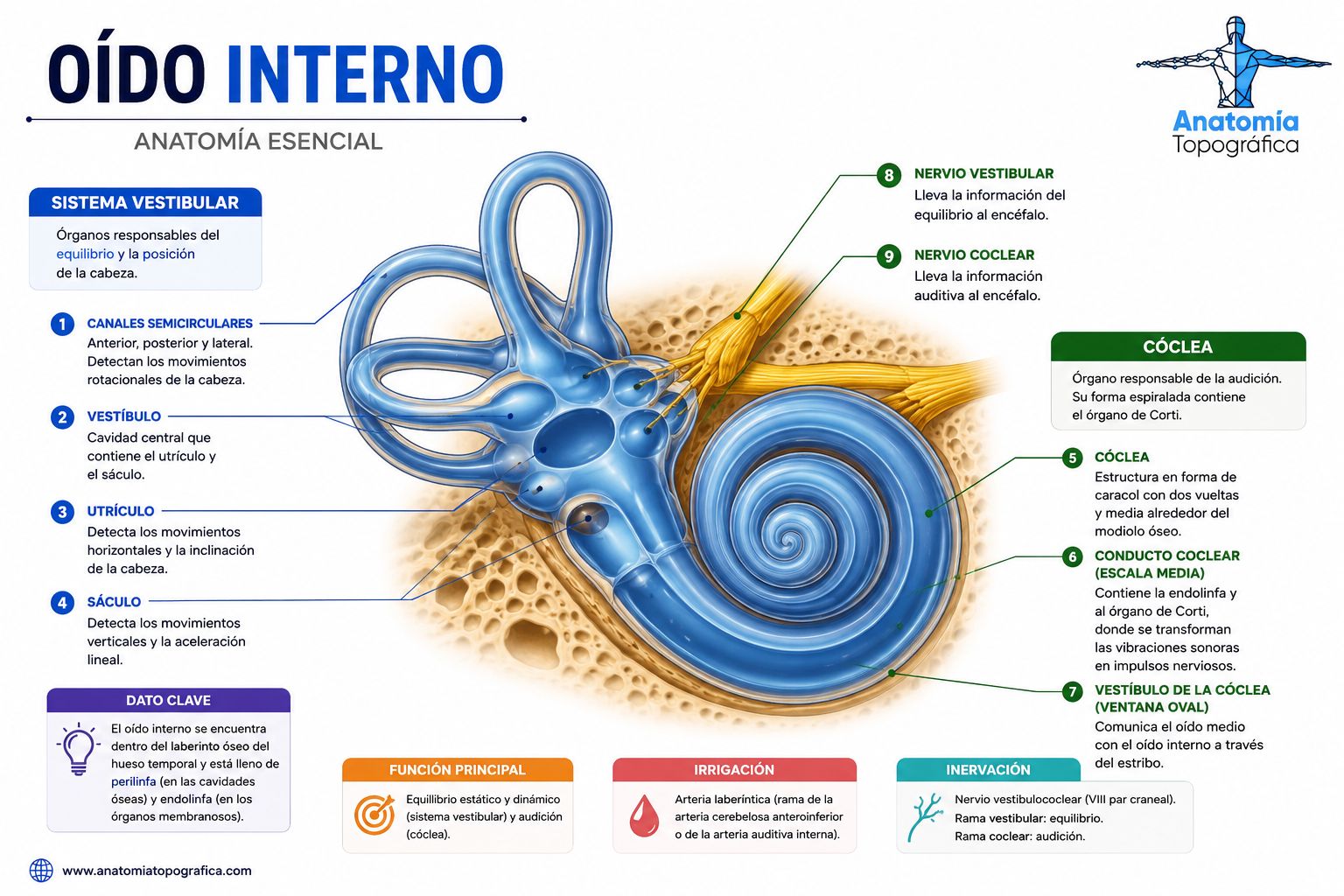 Oído interno: cóclea, utrículo, sáculo y conductos semicirculares