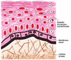 Membrana basal del epitelio: composición y relación con el tejido conectivo